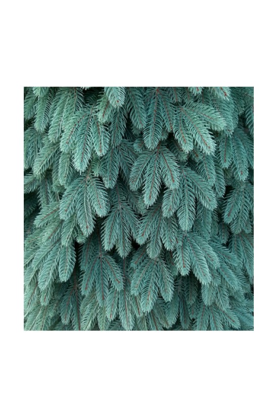 Литая ёлка Бельгийская VIP голубая 150 см Литая ёлка Бельгийская VIP голубая 150 см